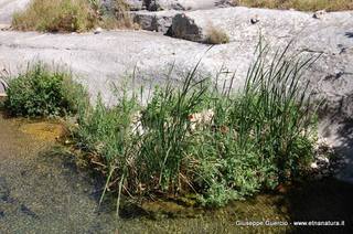 ntana Paradiso-15-05-2014 17-43-16
